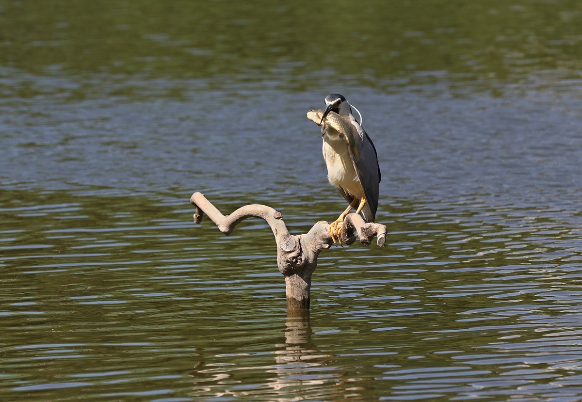 夜鹭抓鱼一气呵成... ... ...