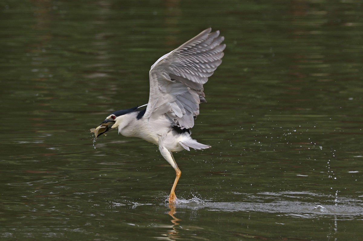 夜鹭抓鱼一气呵成... ... ...