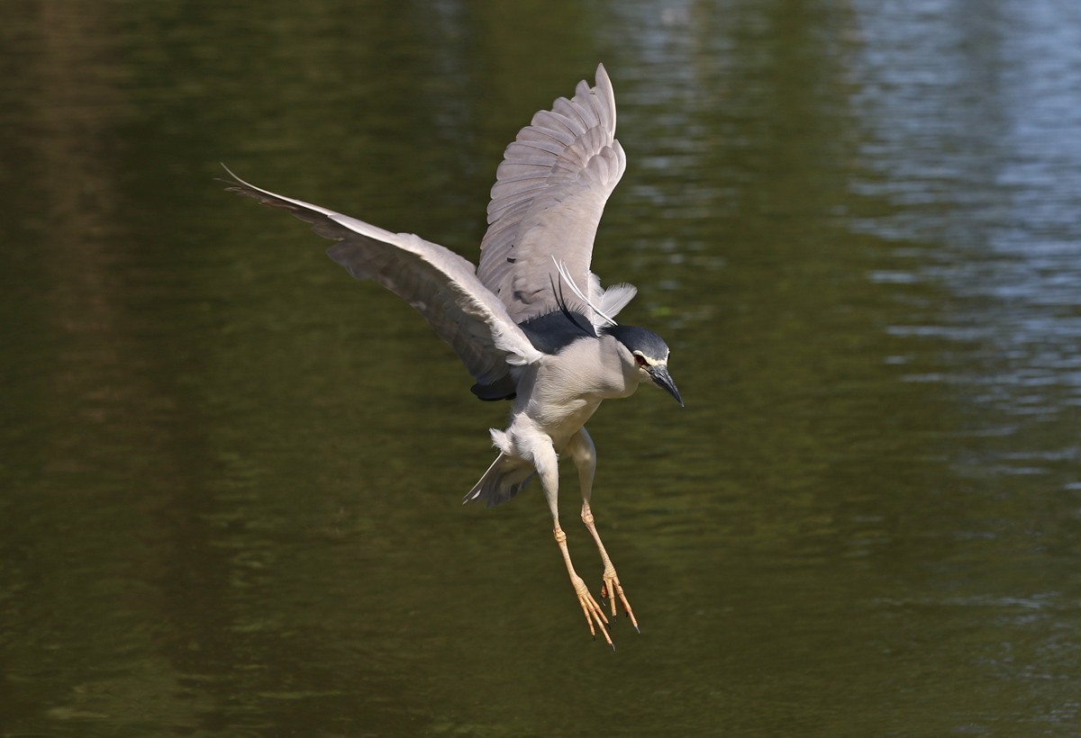 夜鹭抓鱼一气呵成... ... ...