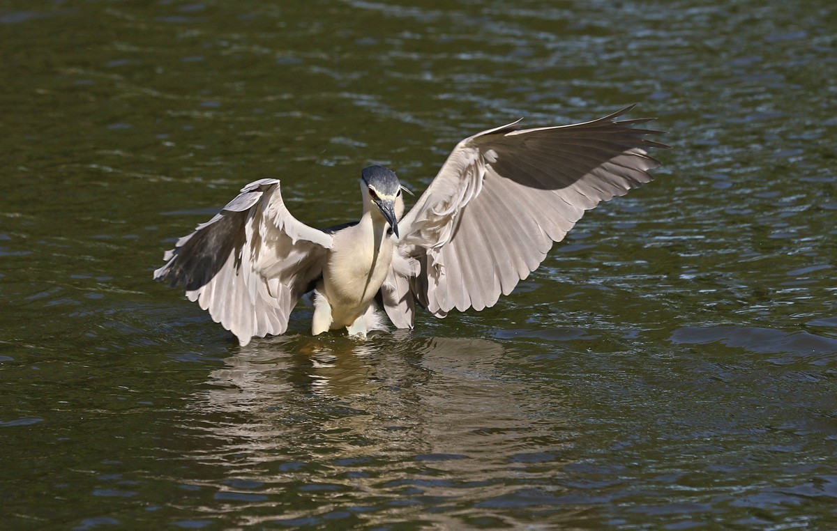 夜鹭抓鱼一气呵成... ... ...