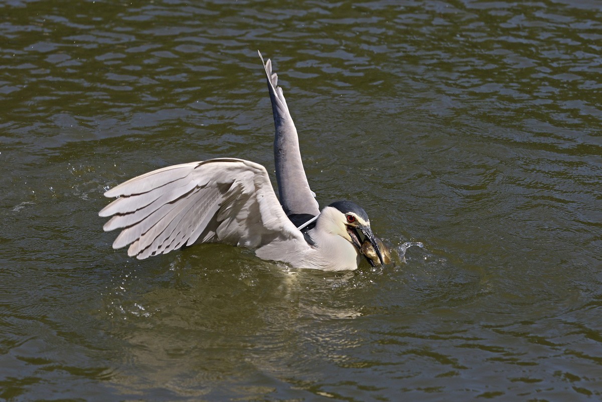 夜鹭抓鱼一气呵成... ... ...