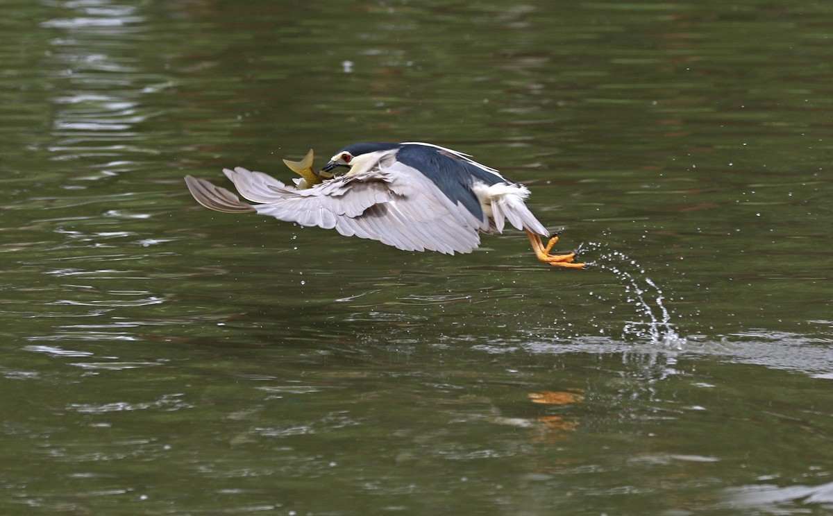 夜鹭抓鱼一气呵成... ... ...