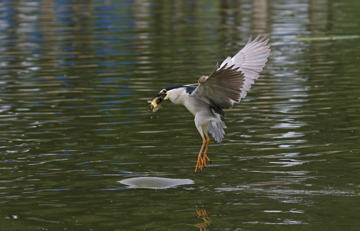 夜鹭抓鱼一气呵成... ... ...