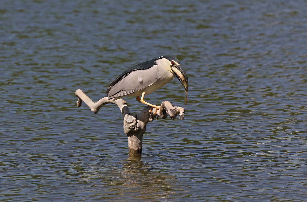 夜鹭抓鱼一气呵成... ... ...