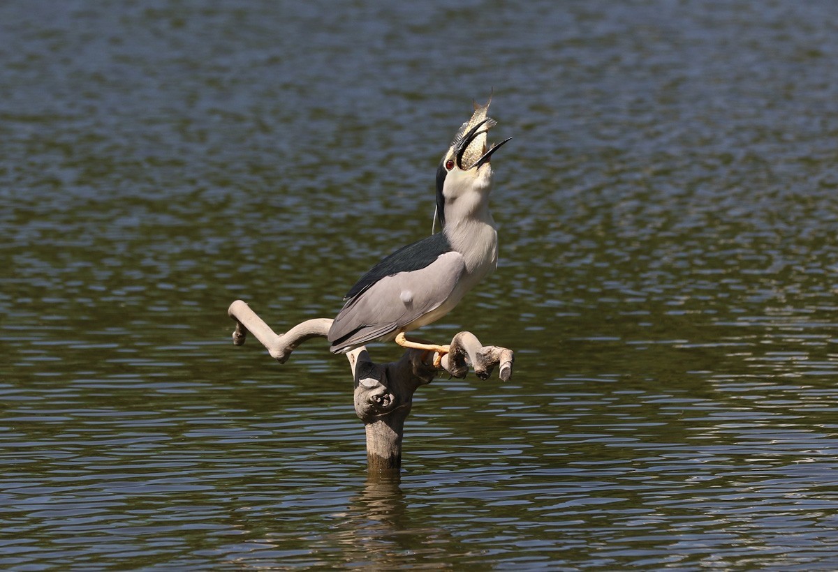 夜鹭抓鱼一气呵成... ... ...