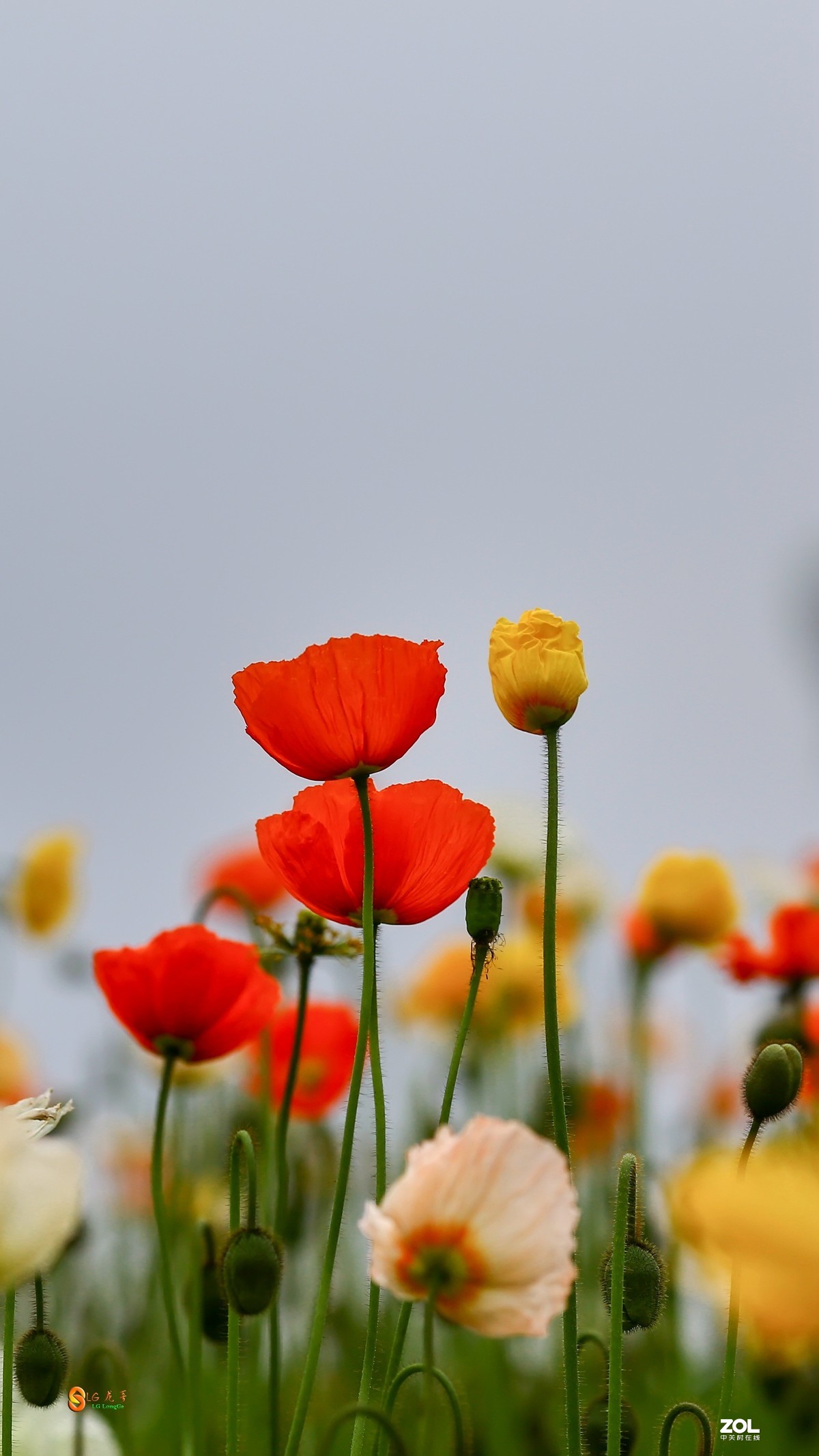 精品虞美人-中关村在线摄影论坛