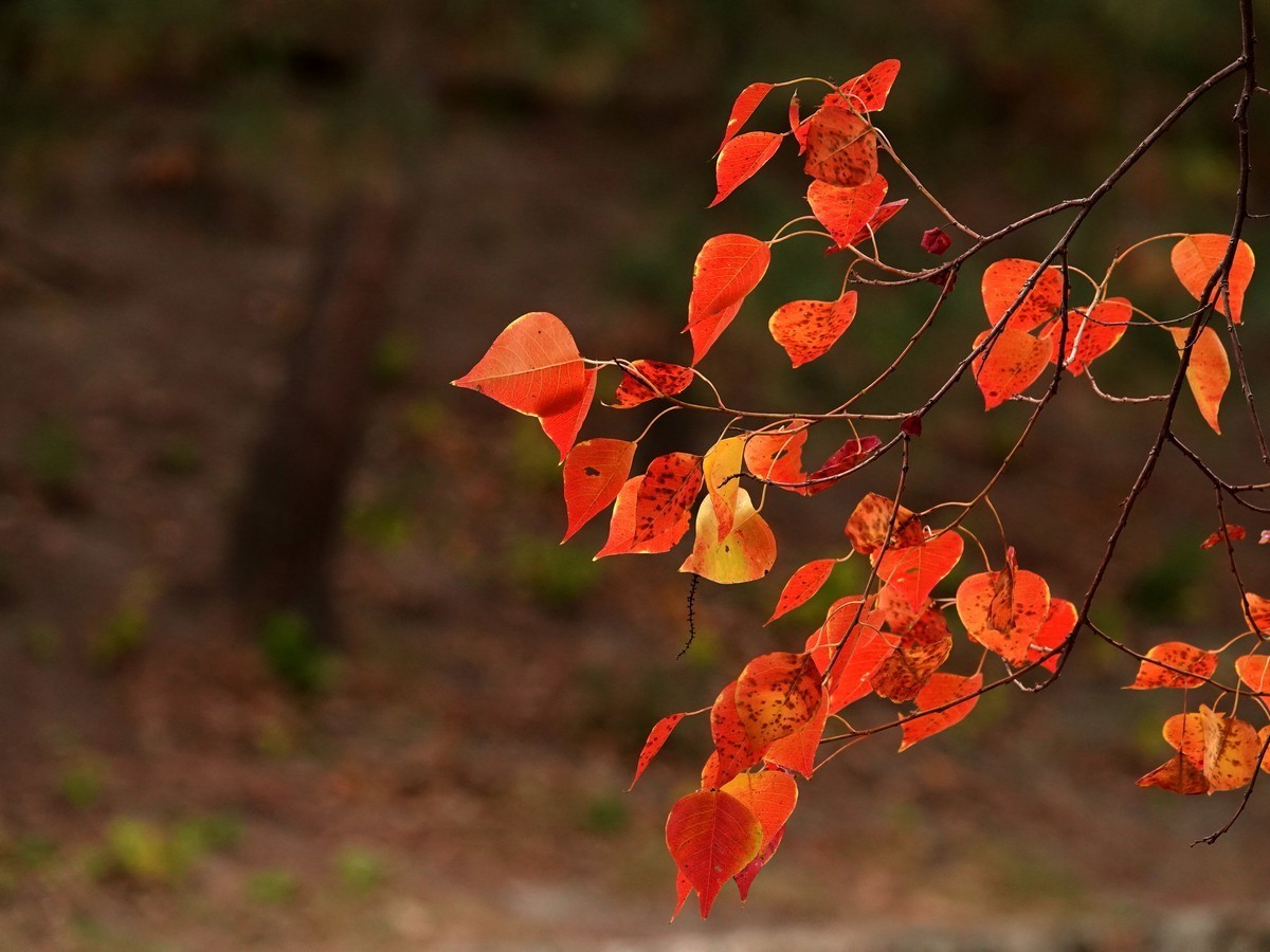 日本关西赏枫游15--大阪街边公园的红叶