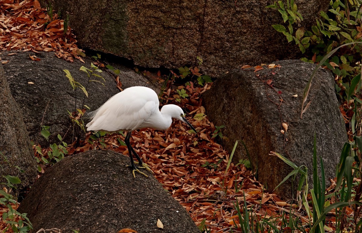 日本关西赏枫游15--大阪街边公园的红叶