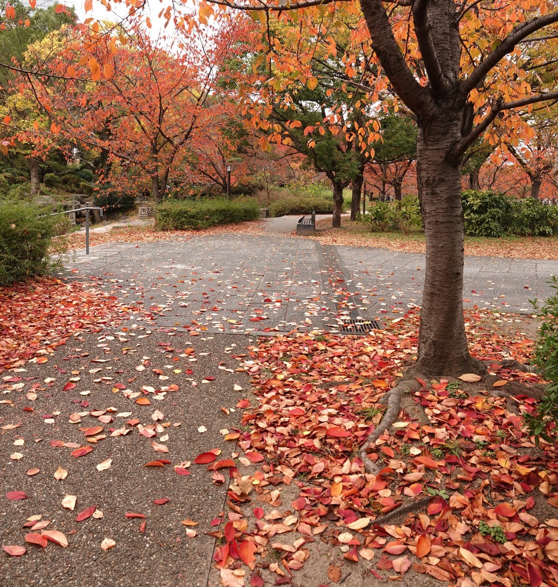 日本关西赏枫游15--大阪街边公园的红叶