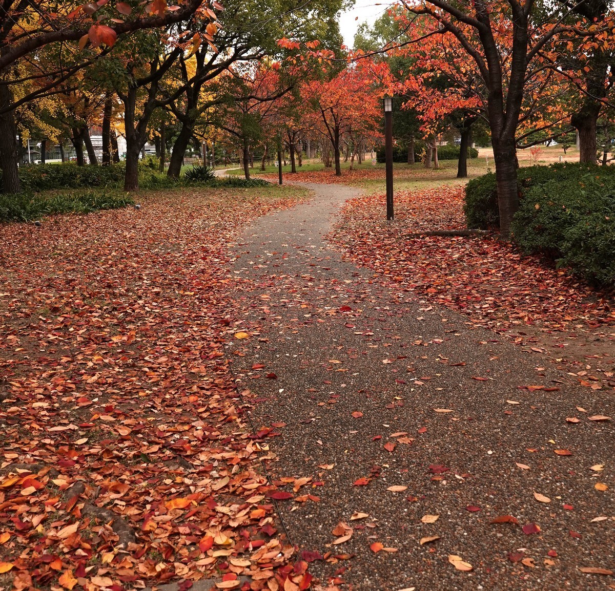 日本关西赏枫游15--大阪街边公园的红叶