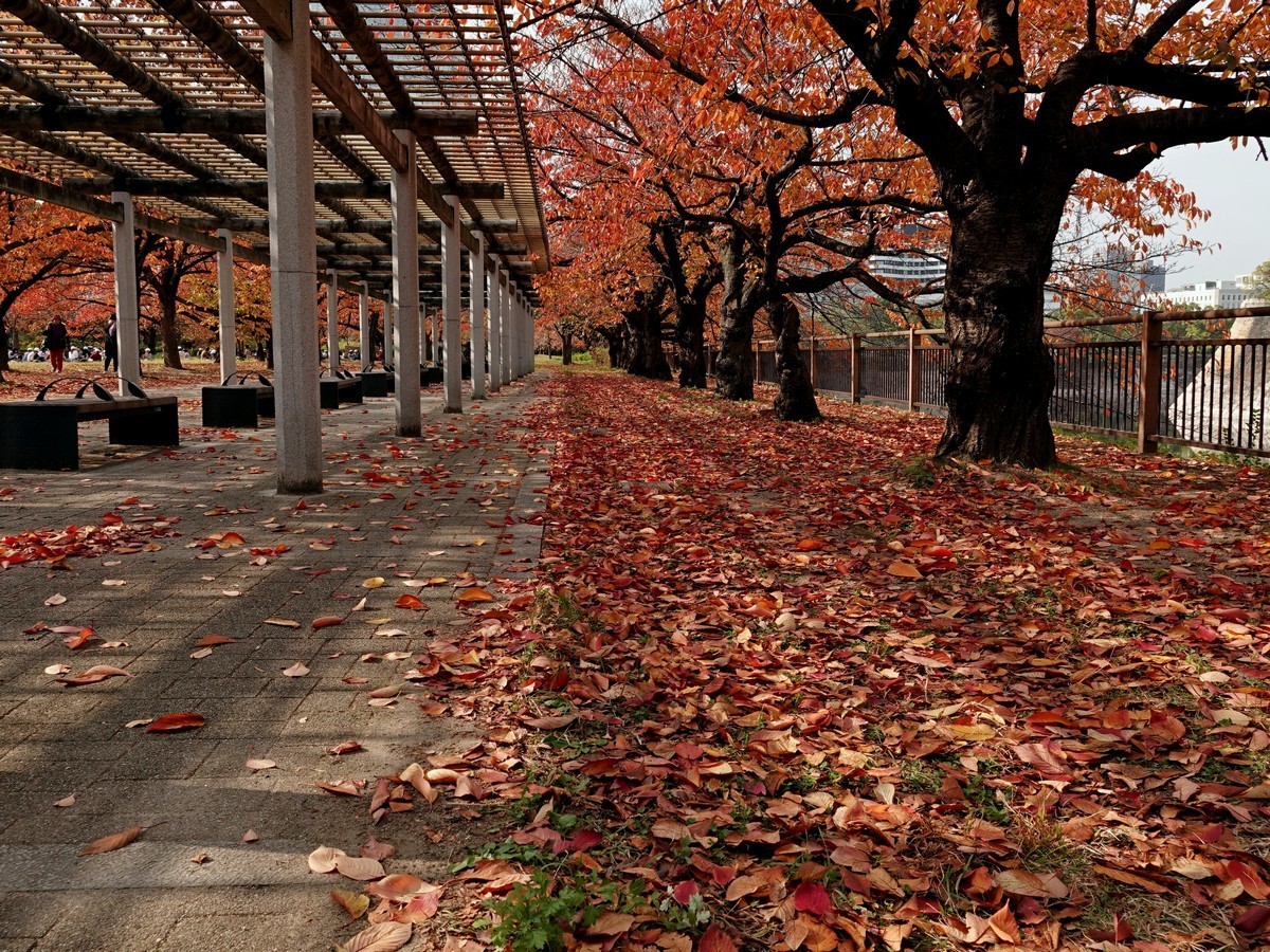 日本关西赏枫游15--大阪街边公园的红叶