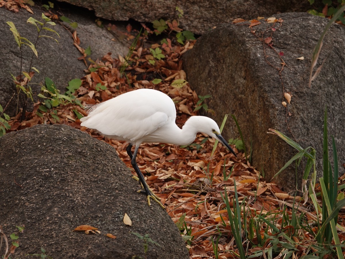 日本关西赏枫游15--大阪街边公园的红叶