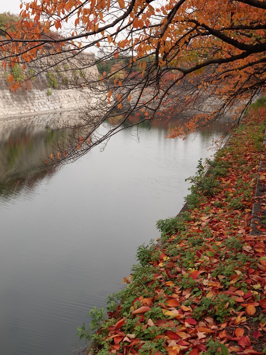 日本关西赏枫游15--大阪街边公园的红叶