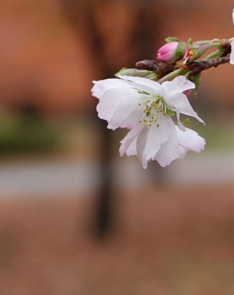 日本关西赏枫游15--大阪街边公园的红叶