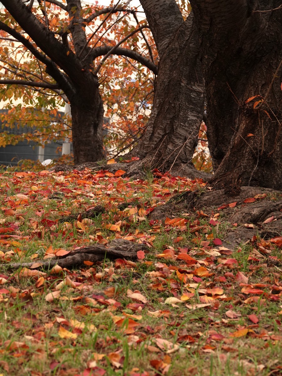 日本关西赏枫游15--大阪街边公园的红叶