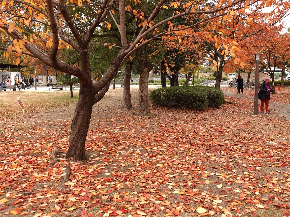 日本关西赏枫游15--大阪街边公园的红叶