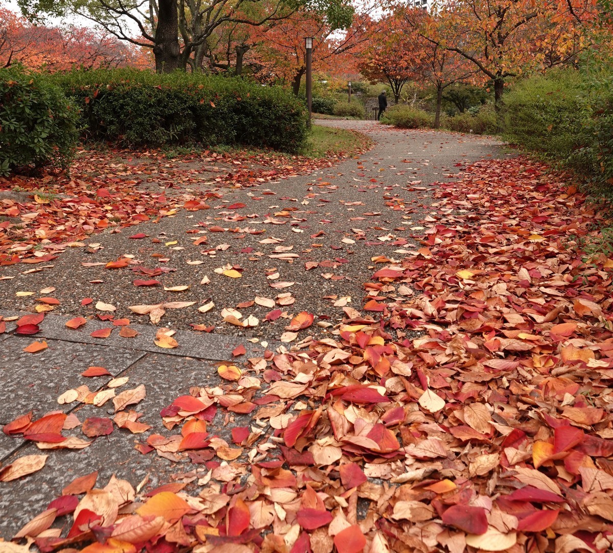 日本关西赏枫游15--大阪街边公园的红叶