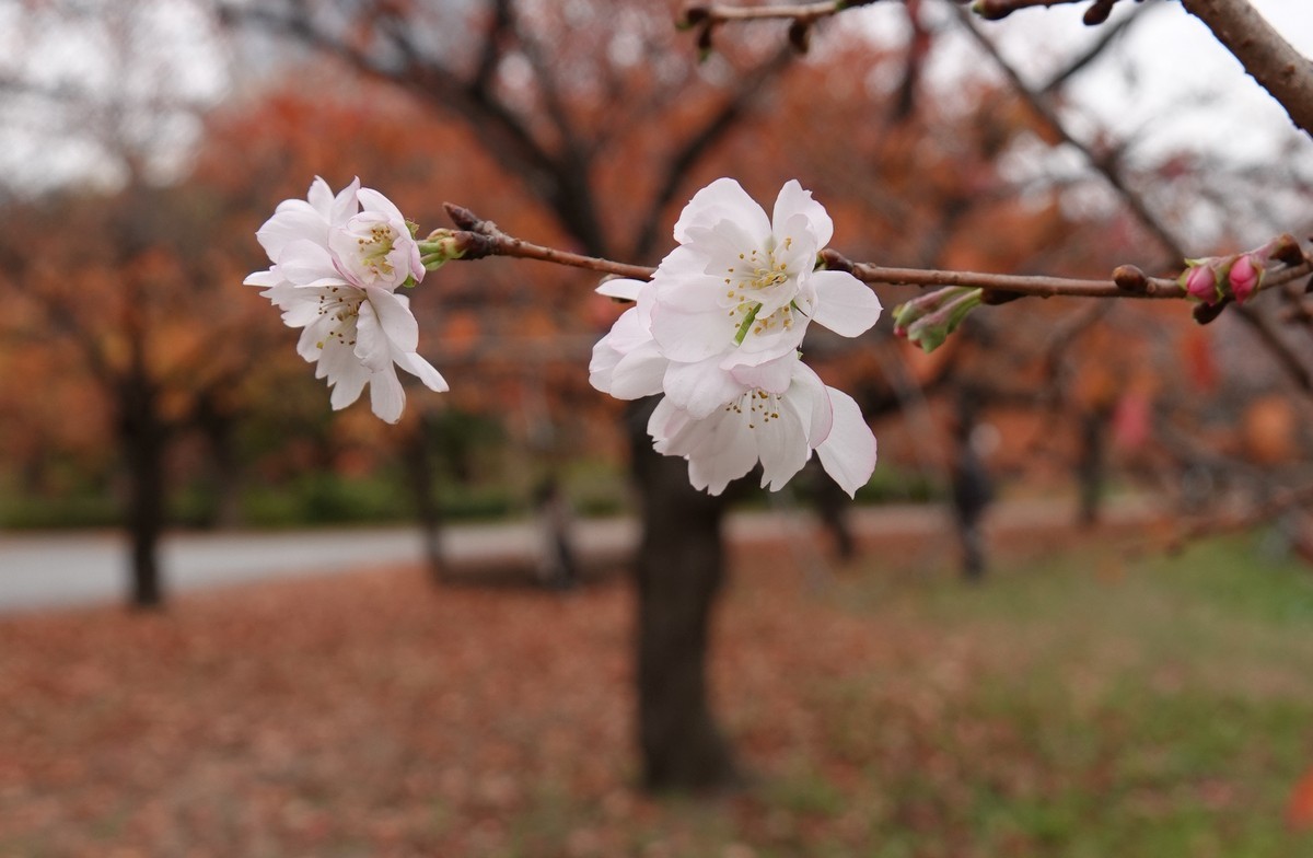 日本关西赏枫游15--大阪街边公园的红叶