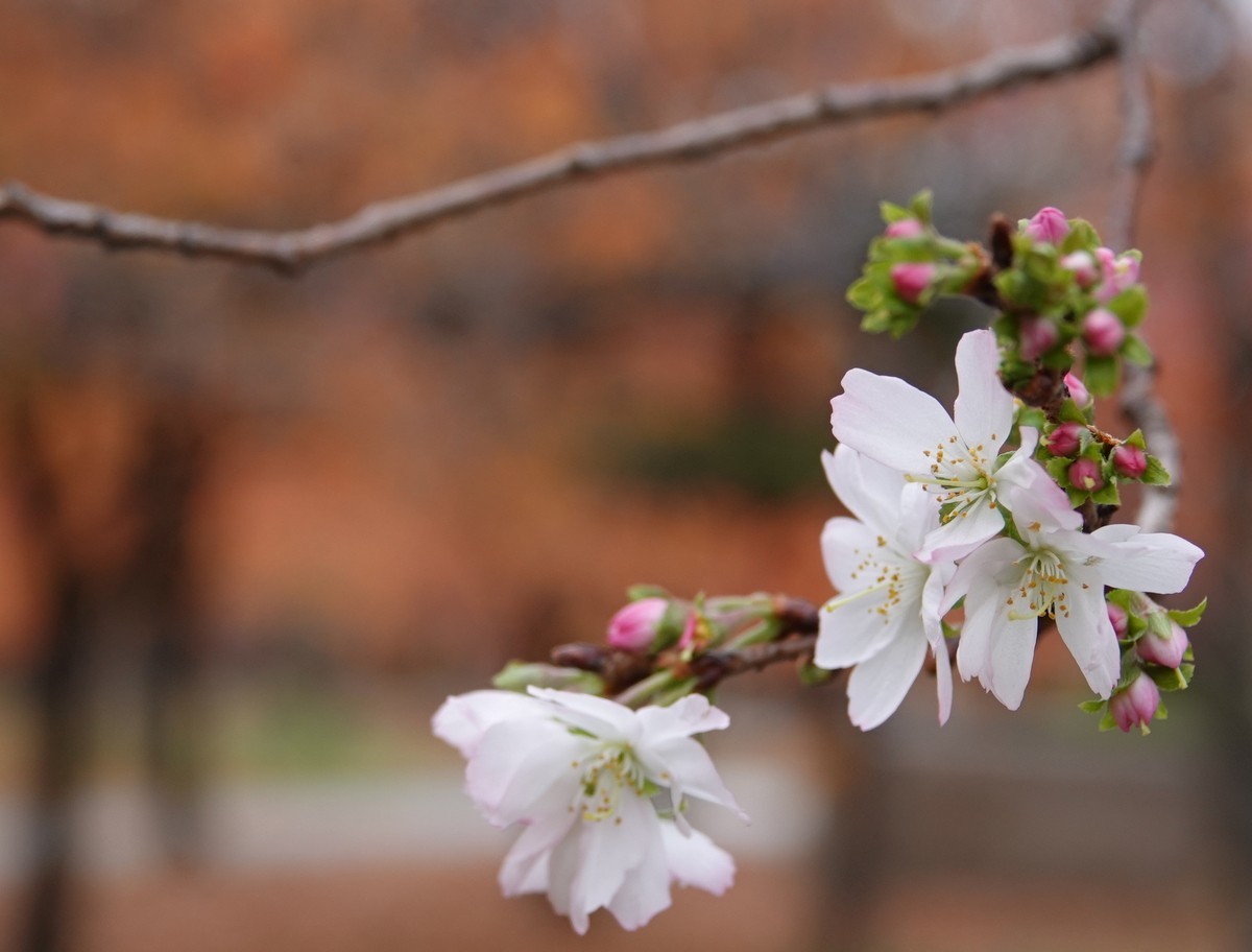 日本关西赏枫游15--大阪街边公园的红叶