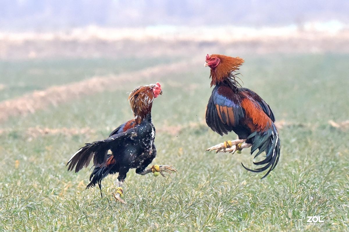 安徽亳州：斗鸡比赛选出鸡“凤凰”