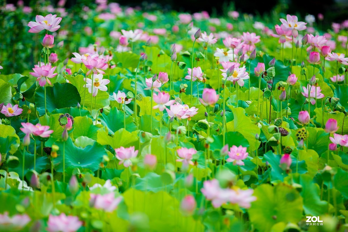 为荷而来  相约藕花深处