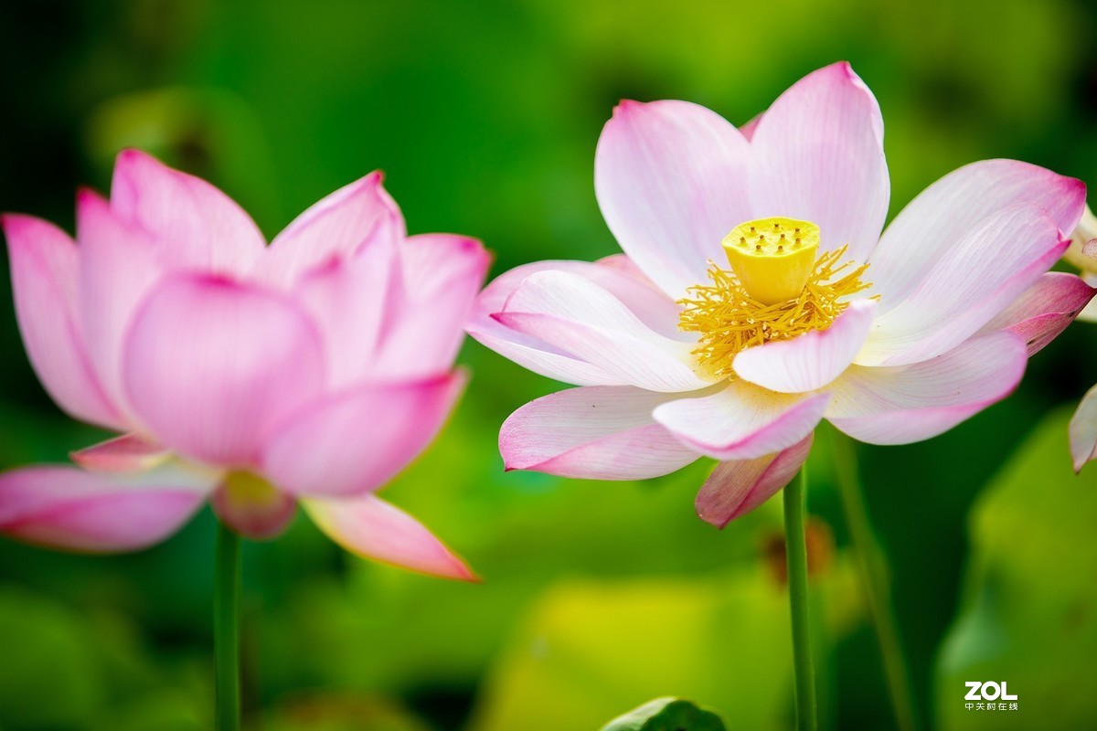 为荷而来  相约藕花深处