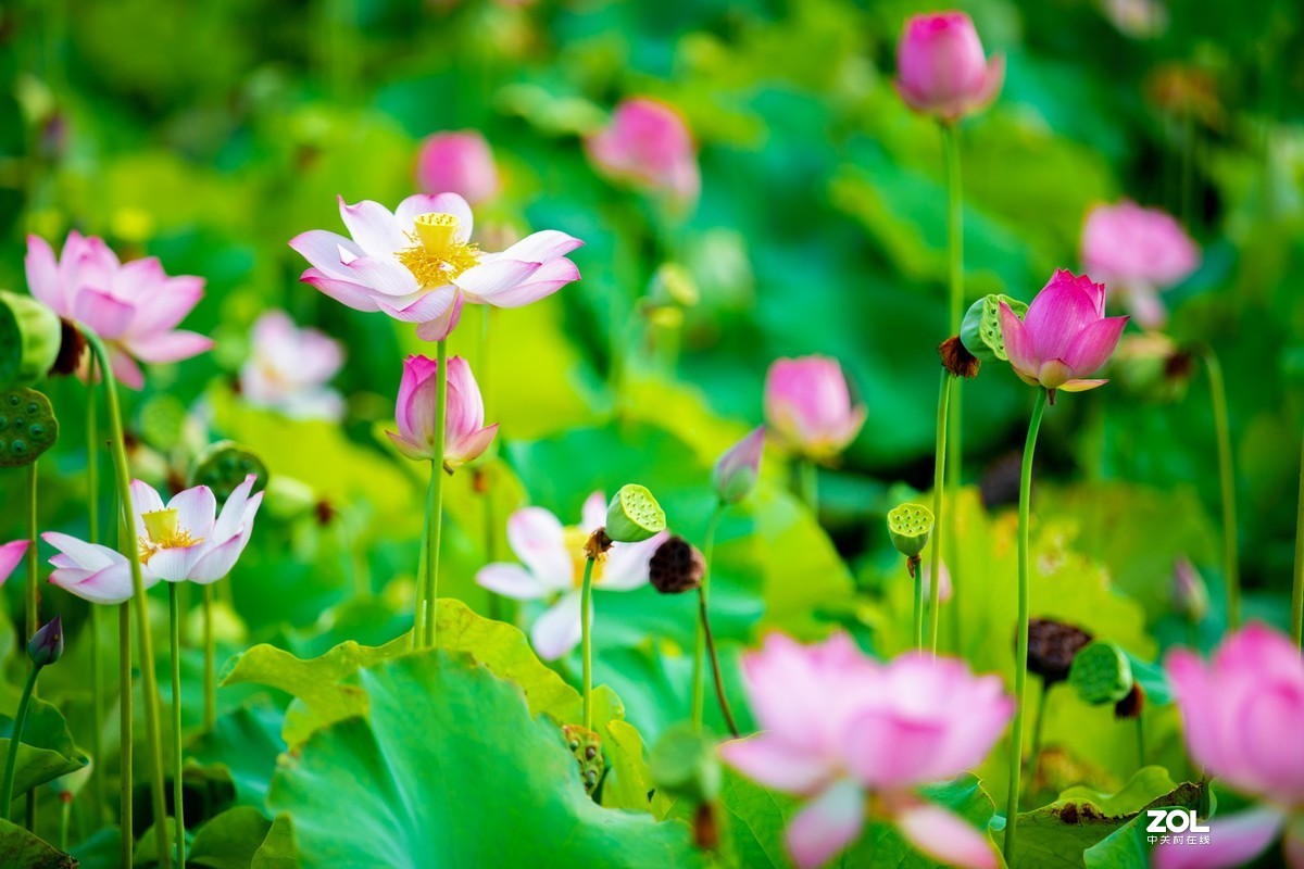 为荷而来  相约藕花深处