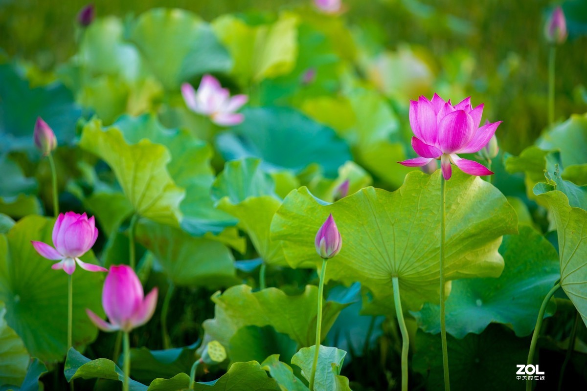 为荷而来  相约藕花深处