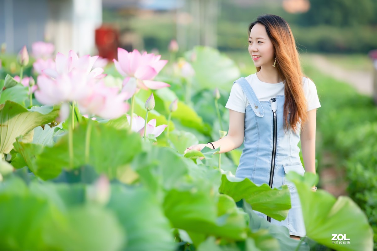 为荷而来  相约藕花深处