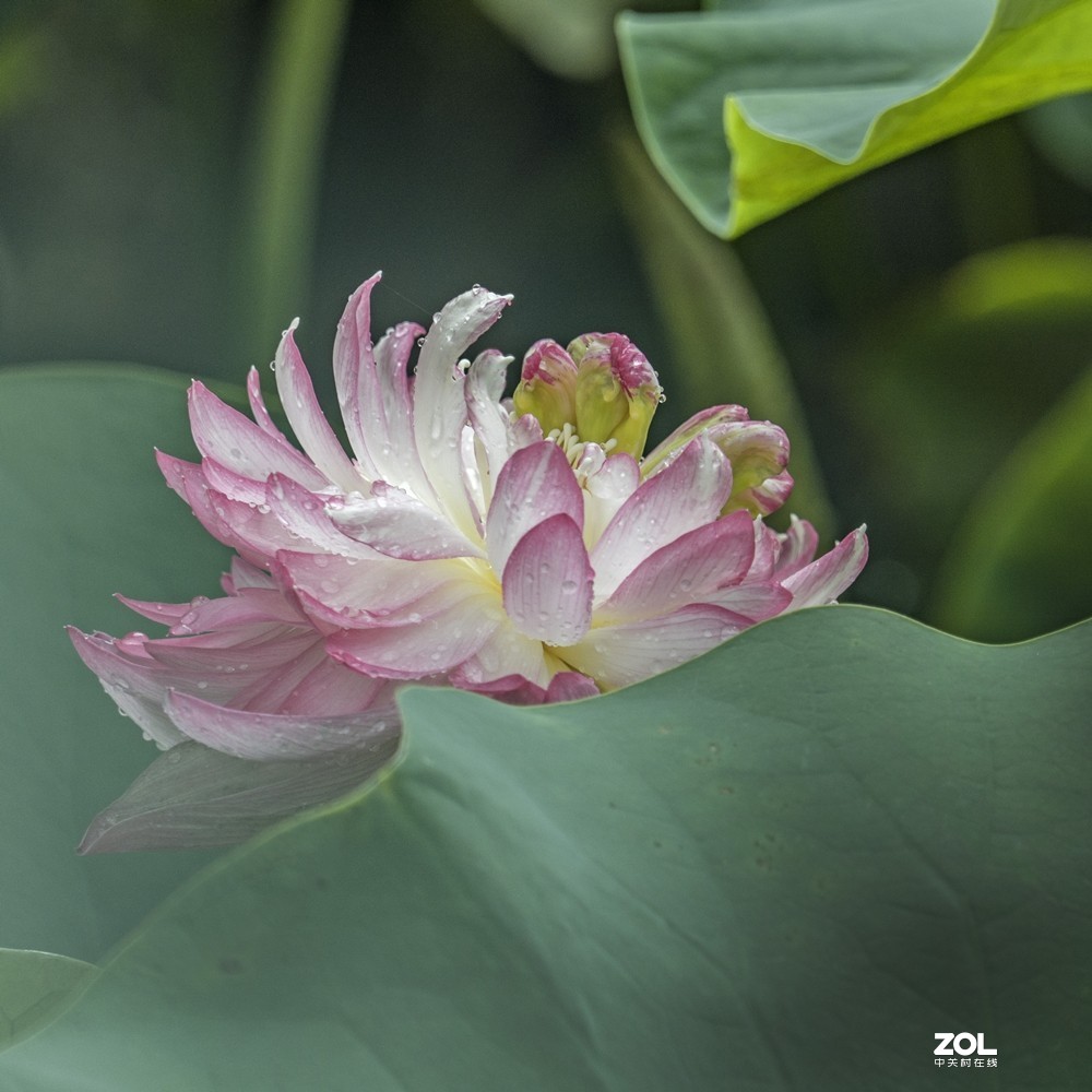 遮挡柔焦虚化拍荷花