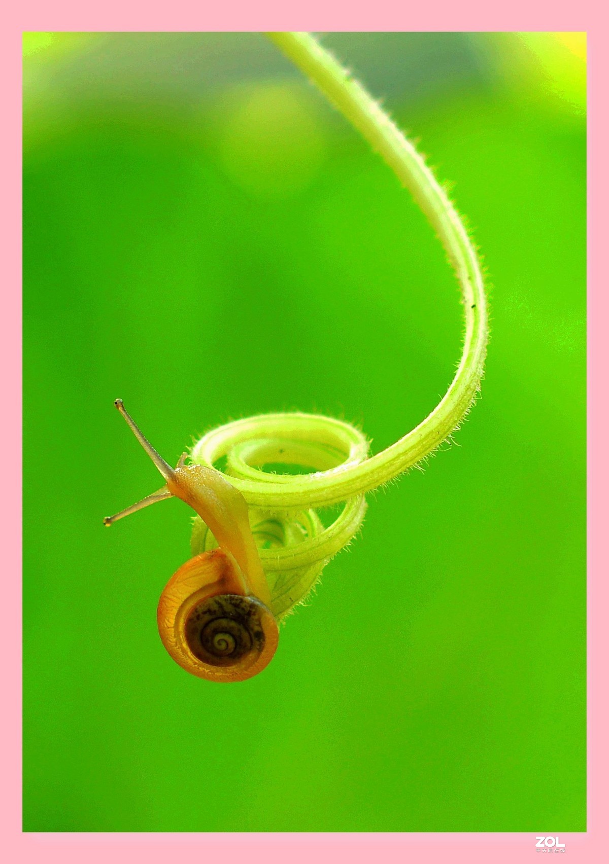 微距抓拍小小蜗牛