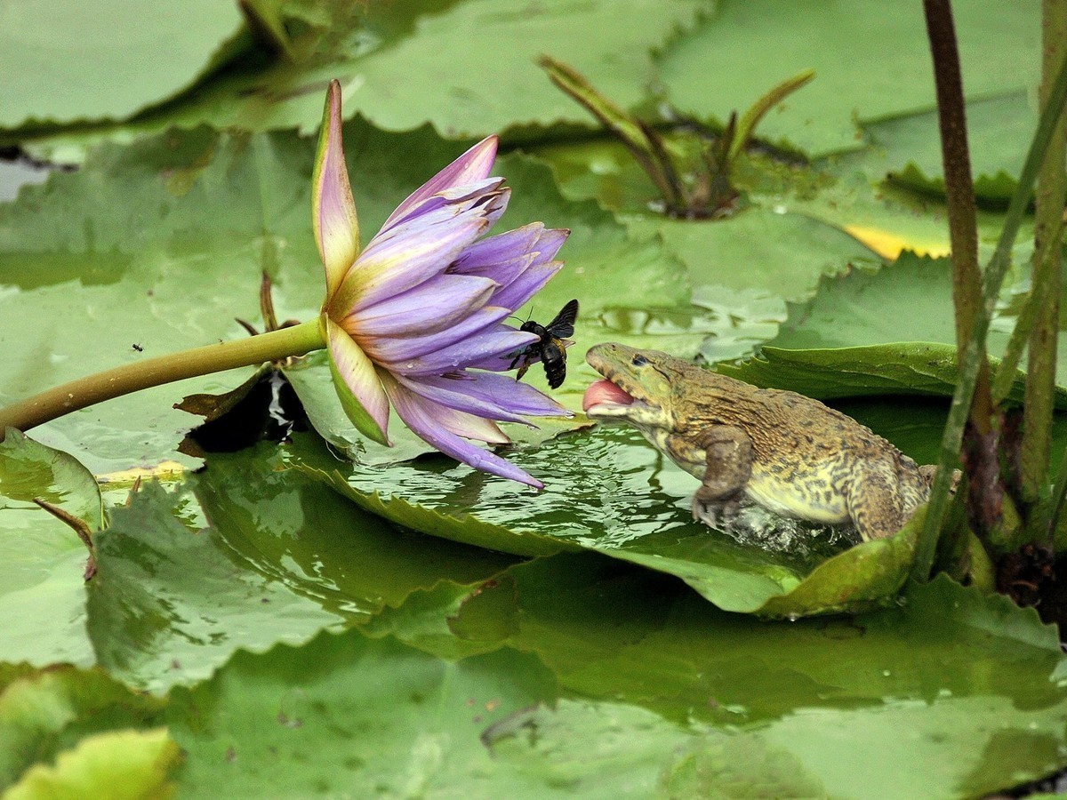 荷塘上的蜻蛙捉虫虫