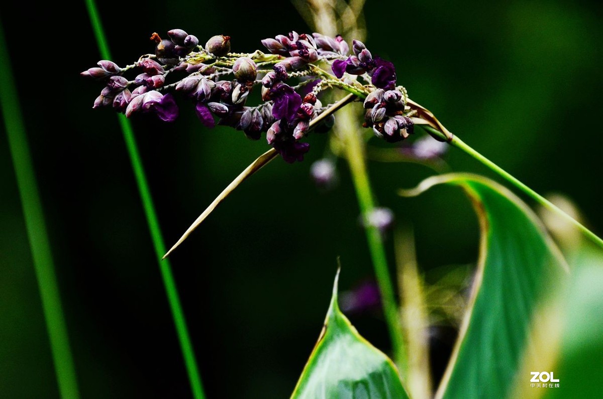 花卉系列【1464】