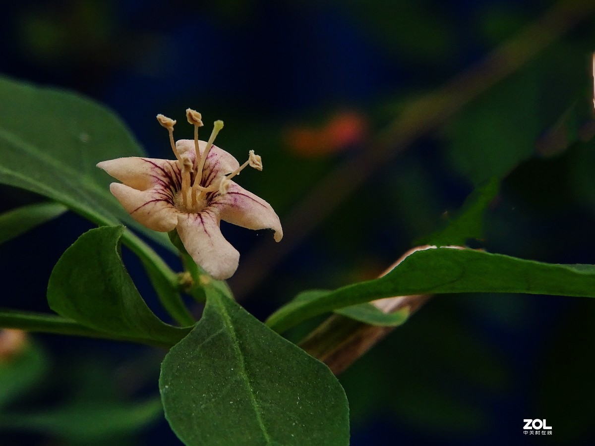 再拍枸杞花