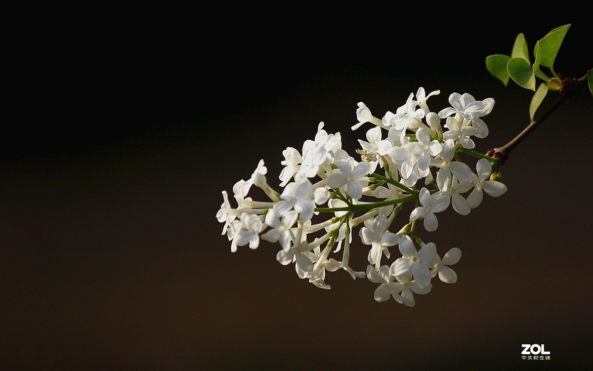 【随拍丁香花】