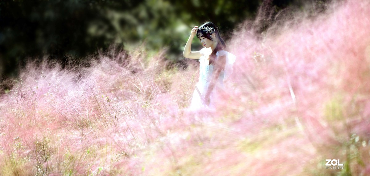 秋赏 . 粉黛乱子草