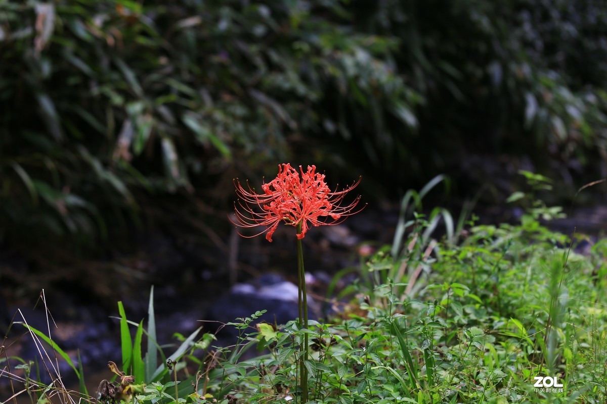 70-200f4is到手试试