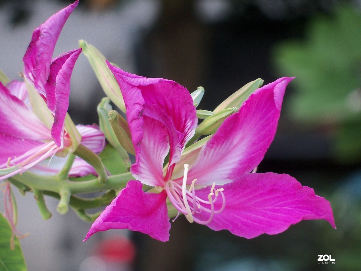 多年的Z915重出江湖，上班路上拍的紫荆花