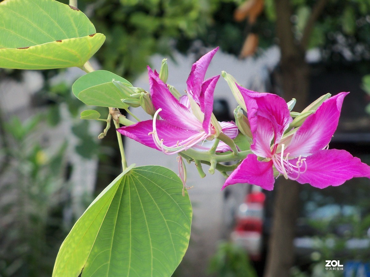 多年的Z915重出江湖，上班路上拍的紫荆花