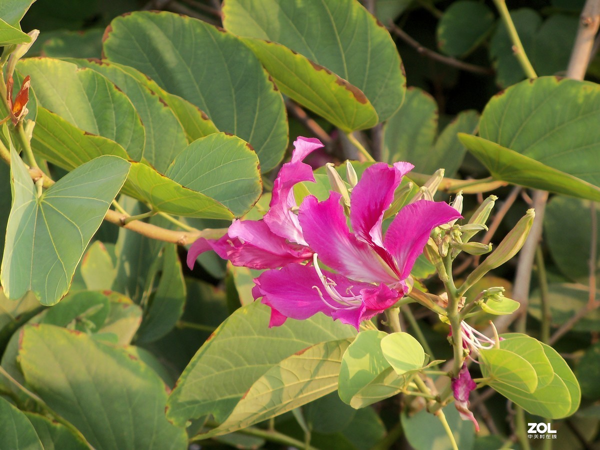 多年的Z915重出江湖，上班路上拍的紫荆花