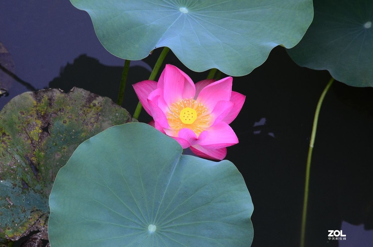 花卉系列1350
