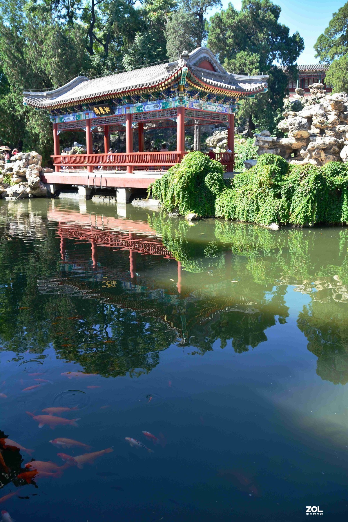 传言已有菊花展，踏遍北海一场空