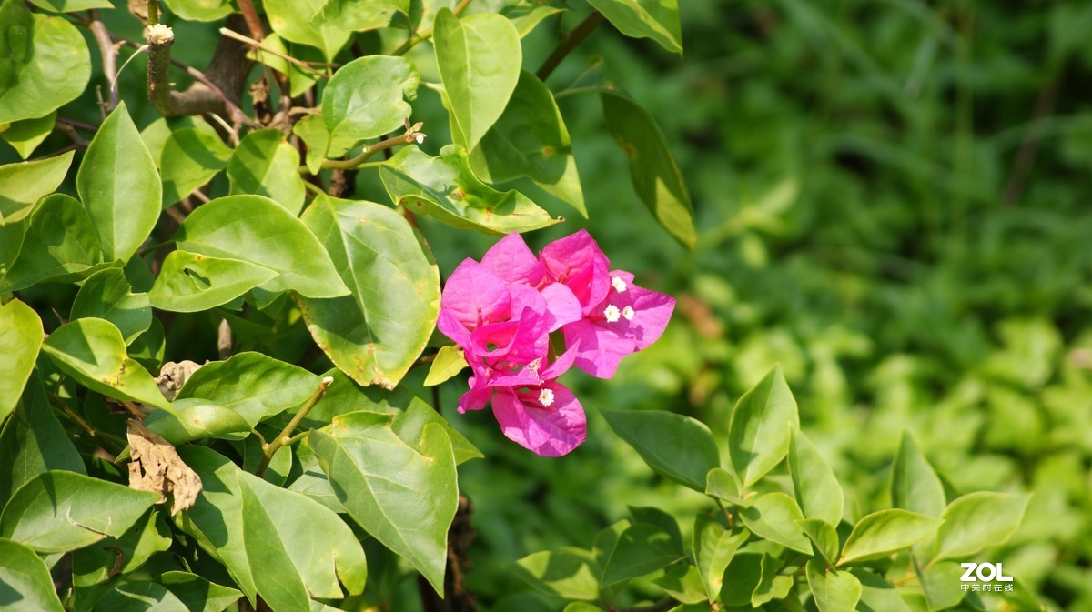 立新湖公园之《小花小草》