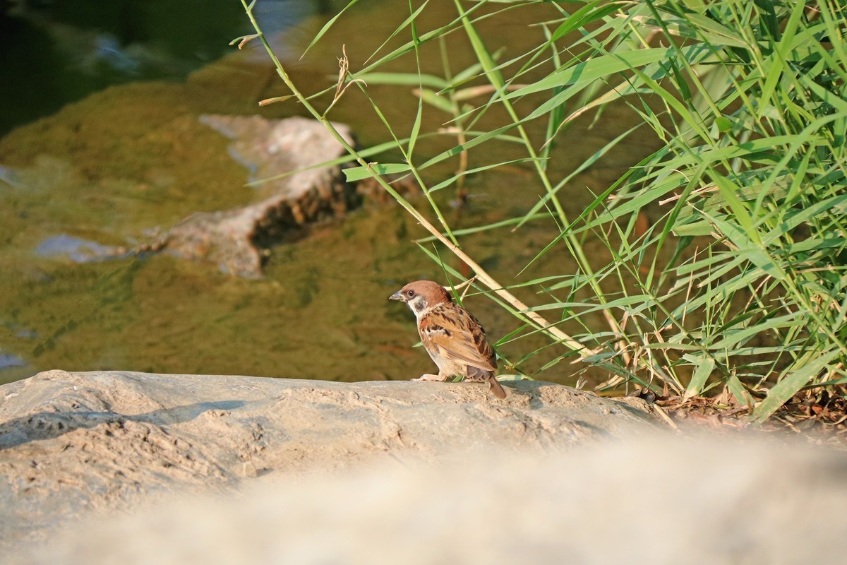 蹦蹦跳跳的小麻雀