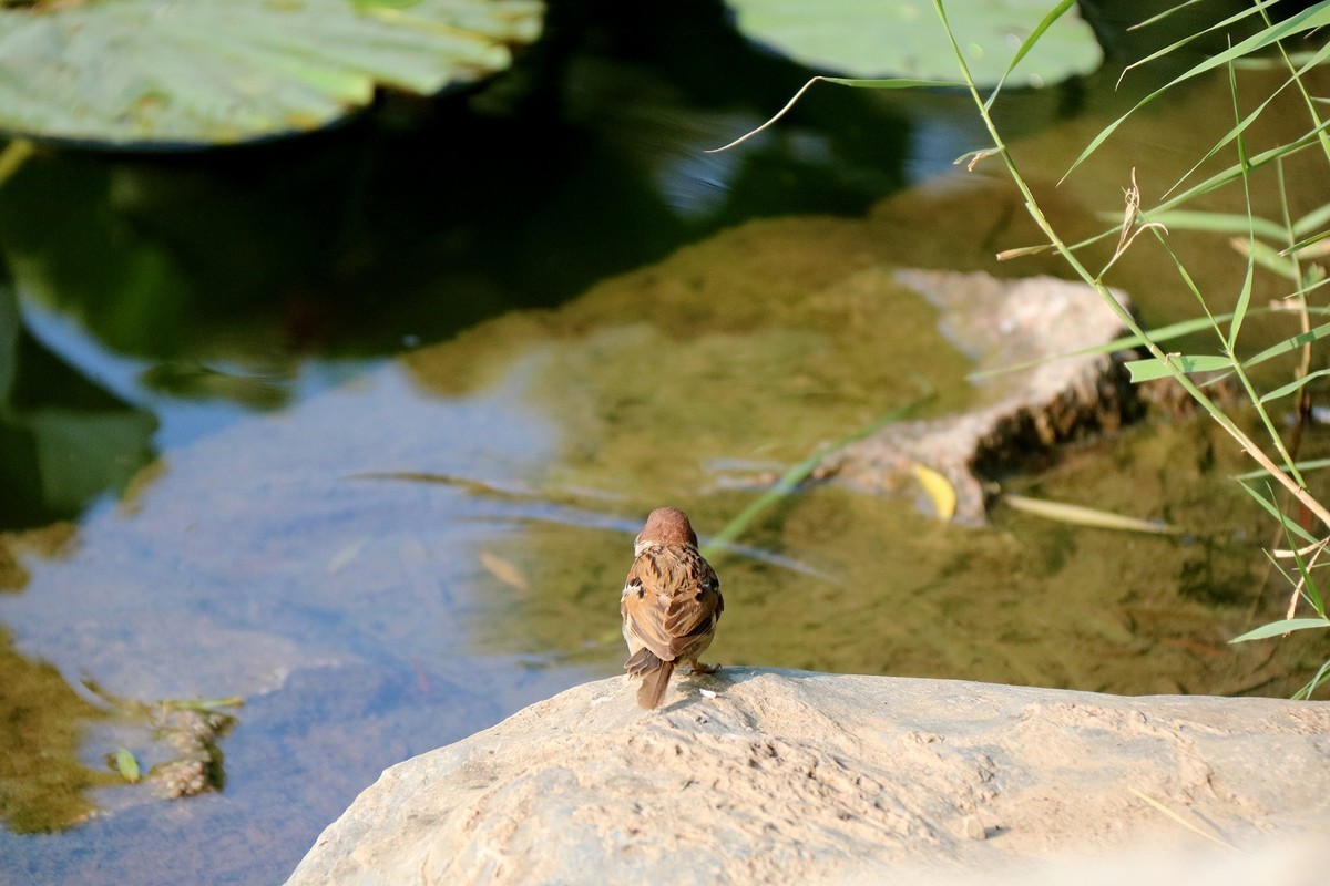 蹦蹦跳跳的小麻雀