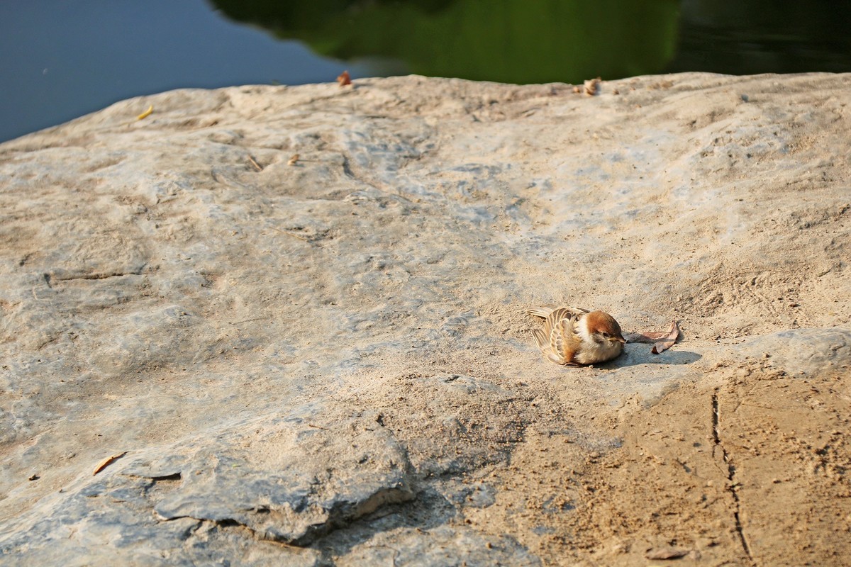 蹦蹦跳跳的小麻雀