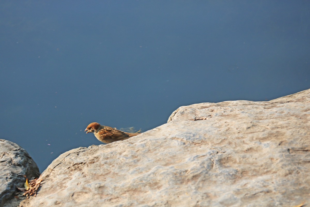 蹦蹦跳跳的小麻雀