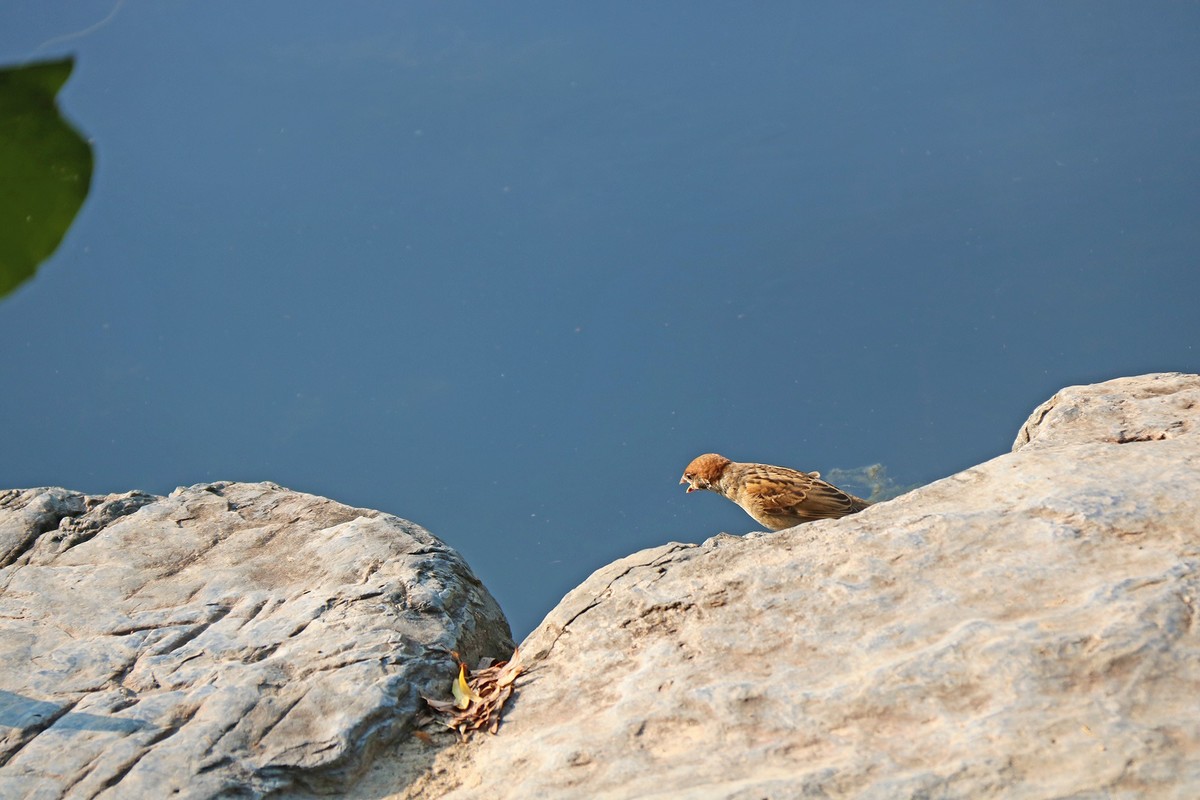 蹦蹦跳跳的小麻雀