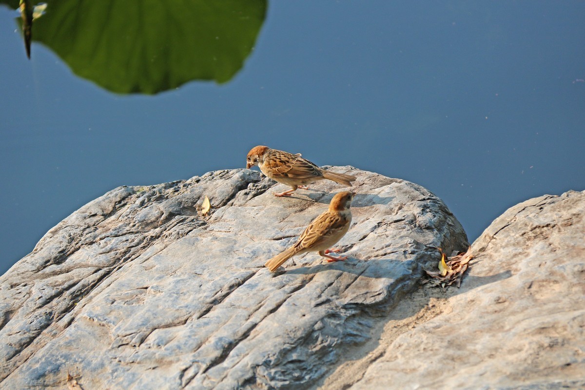 蹦蹦跳跳的小麻雀