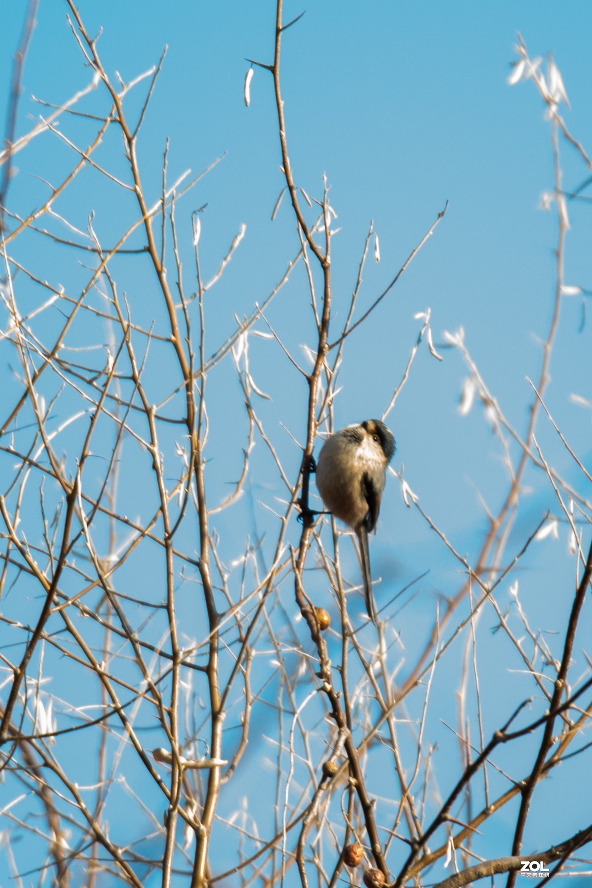 公园看见的小小鸟一只